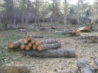 Floresur S.L.- Restauración paisajística y mantenimiento de zonas verdes en Málaga- Andalucía