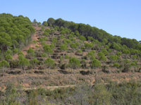 Floresur S.L.- Repoblación forestal en Málaga- Andalucía