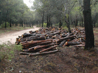 Floresur S.L.- Repoblación forestal en Málaga- Andalucía